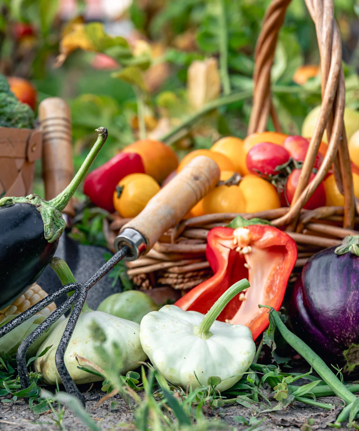 Gemüsekorb mit Paprika, Tomaten und Auberginen im Garten neben Gartengeräten.